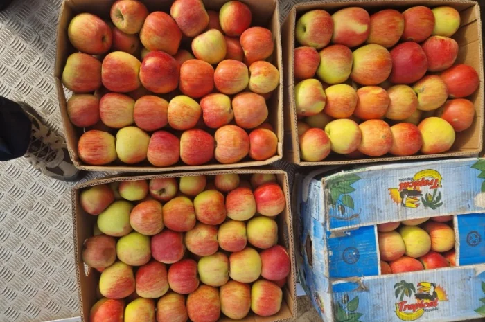 Продам яблука різних сортів гарноі якості- фото № 9