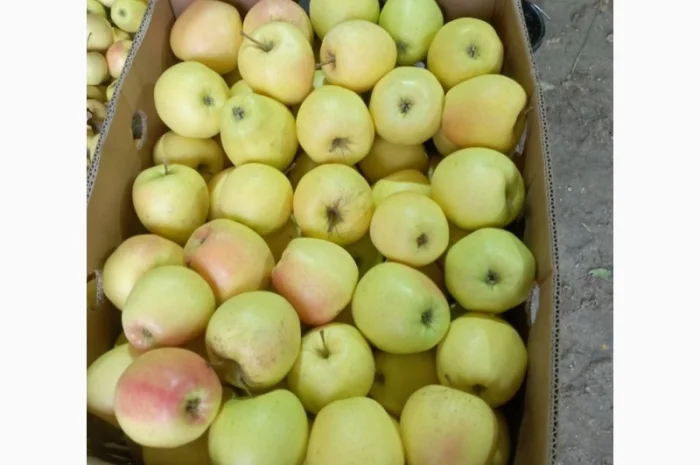 Яблука різних сортів- фото № 1