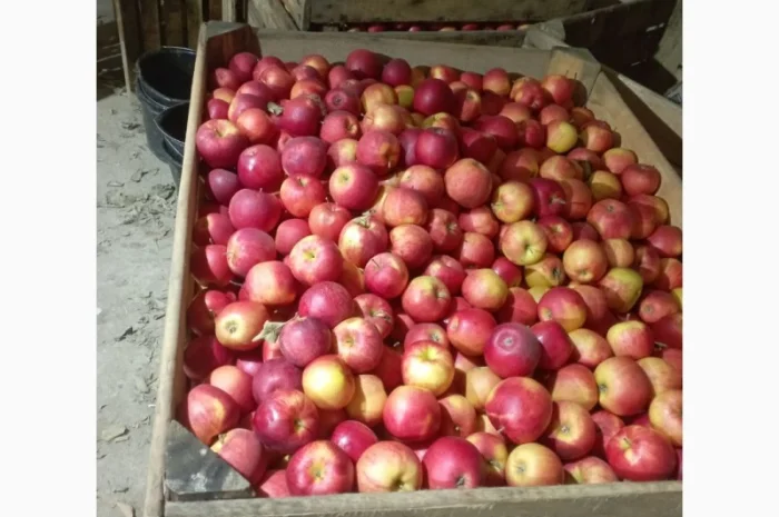 Яблука різних сортів- фото № 3