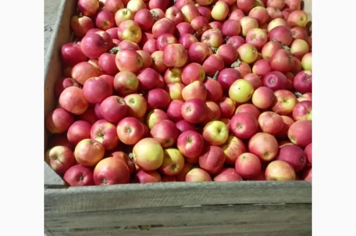 Яблука різних сортів- фото № 5