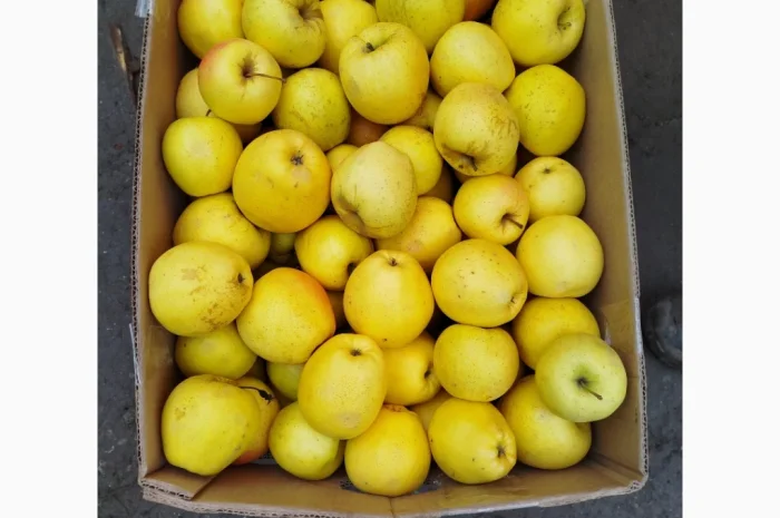 Яблука різних сортів хорошої якості- фото № 7