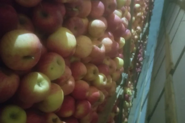 Яблука різних сортів- фото № 7