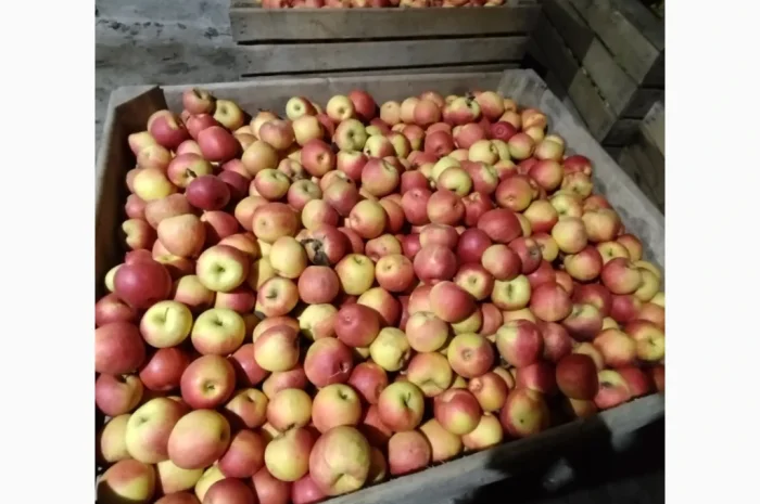 Яблука різних сортів хорошої якості- фото № 8