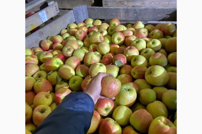 Продаються яблука сорту «Чемпіон» та «Пінова»- фото № 1