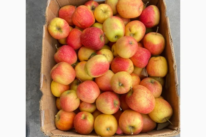 Продаються яблука сорту «Чемпіон» та «Пінова»- фото № 3