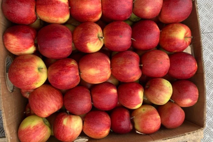 Продам яблука різних сортів- фото № 1