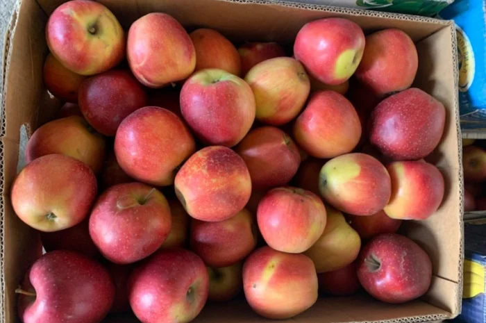 Продам яблука різних сортів- фото № 2