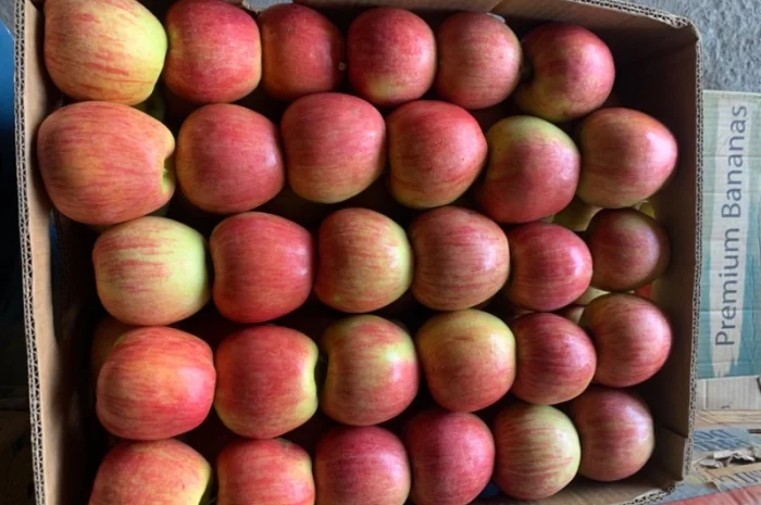 Продам яблука різних сортів- фото № 5