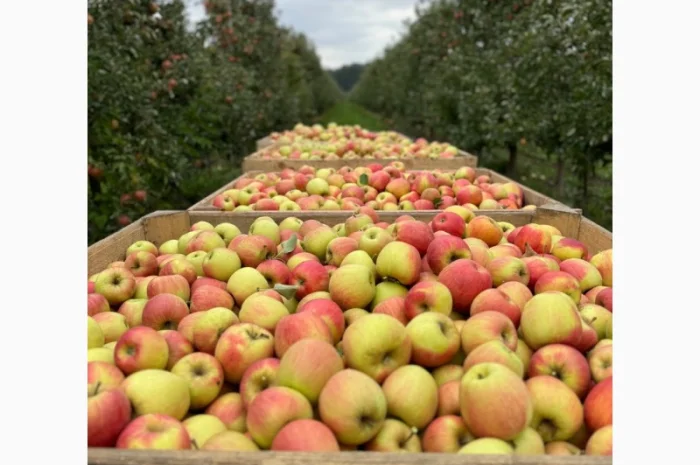 Продам яблука хорошої якості. Холодильник- фото № 1