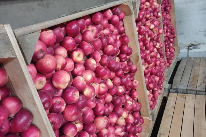 Продам яблука з холодильника АЙДАРЕД, ГОЛДЕН- фото № 1