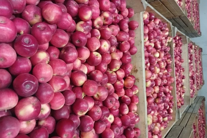 Продам яблука з холодильника АЙДАРЕД, ГОЛДЕН- фото № 2