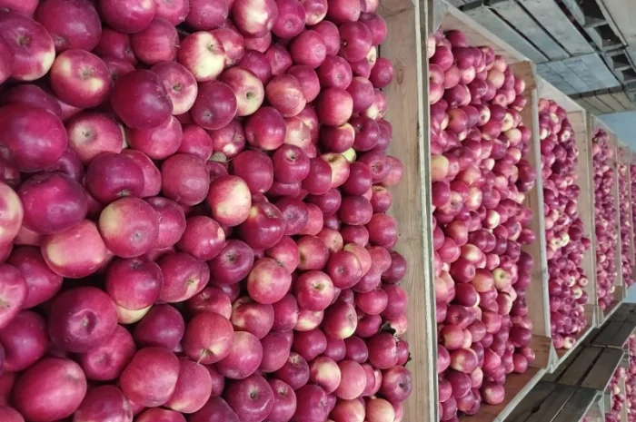 Продам яблука з холодильника АЙДАРЕД, ГОЛДЕН- фото № 3