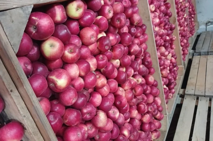 Продам яблука з холодильника АЙДАРЕД, ГОЛДЕН- фото № 4