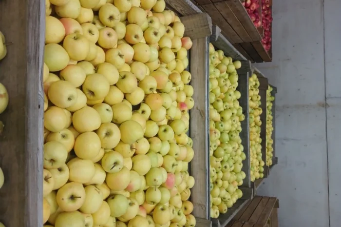 Продам яблука з холодильника АЙДАРЕД, ГОЛДЕН- фото № 7