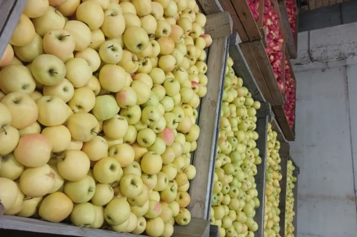 Продам яблука з холодильника АЙДАРЕД, ГОЛДЕН- фото № 8