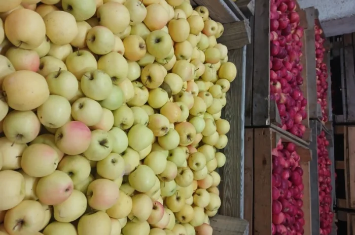 Продам яблука з холодильника АЙДАРЕД, ГОЛДЕН- фото № 9