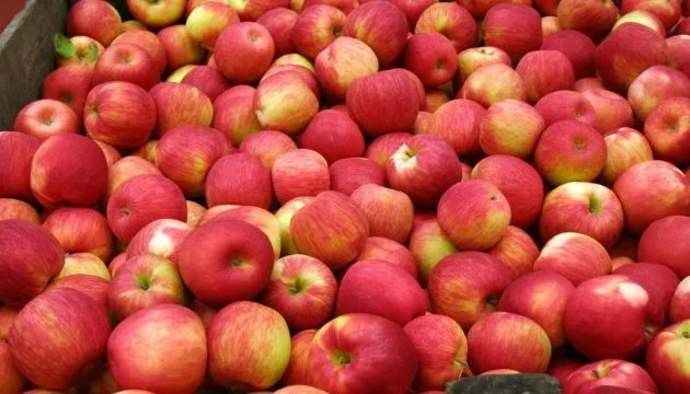 Купимо яблука для переробки- фото № 1