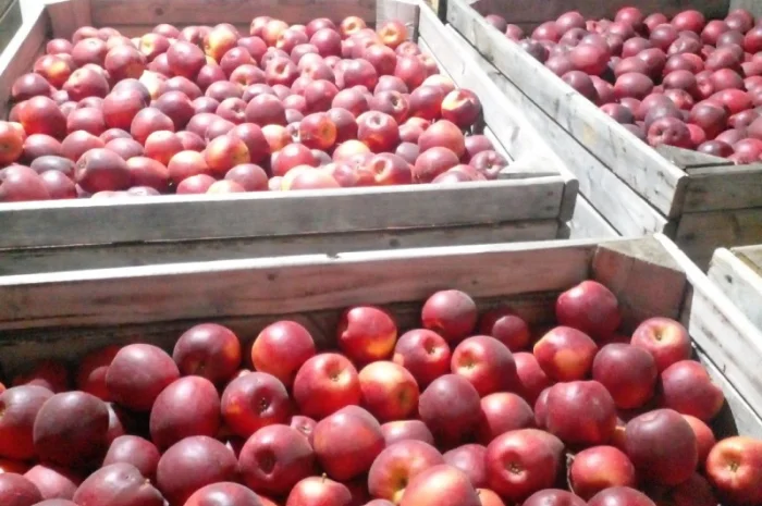 Продаємо яблука відмінної якості- фото № 1