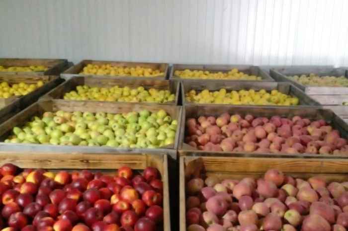 Продаємо яблука відмінної якості- фото № 2