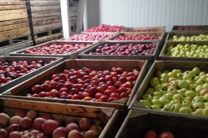 Продаємо яблука відмінної якості- фото № 3