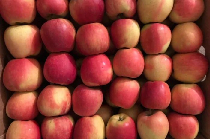 Продам яблука сорту Чемпіон- фото № 1