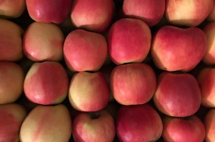 Продам яблука сорту Чемпіон- фото № 2