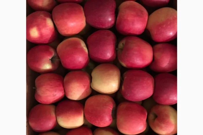 Продам яблука сорту Чемпіон- фото № 3