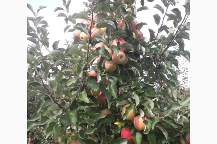 Продам яблука оптом- фото № 2