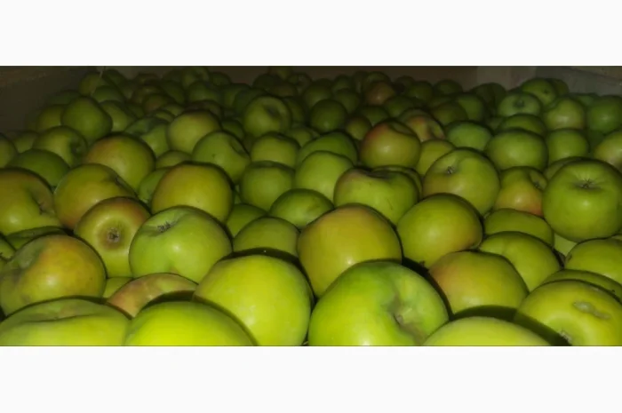 Пропонуються яблука оптом різного калібру- фото № 4