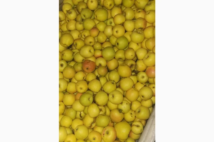 Пропонуються яблука оптом різного калібру- фото № 5