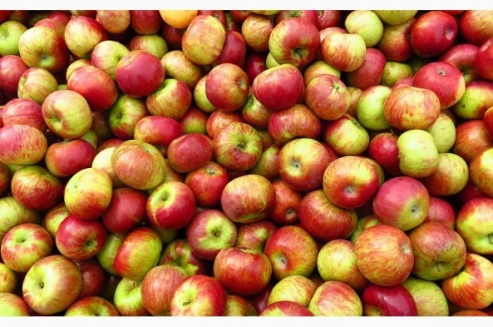 Купим яблука переробка- фото № 1