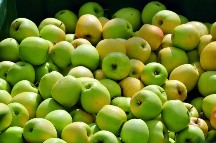 Купимо для переробки яблука- фото № 1