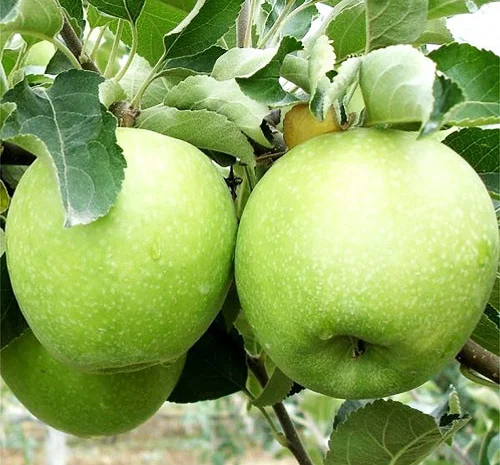 Продам яблоки урожай 2022 года сорта Голден, Грени Смит, Симиренко Фуджи- фото № 1