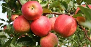 Продам Яблоко урожай 2020 год сорта :Гала Маст, Гала Шнига, Гала Галакси- фото № 1