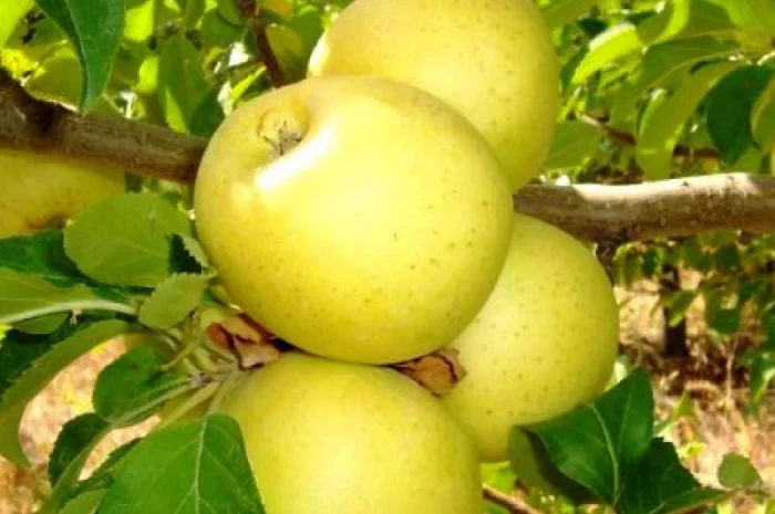 Продам Яблоко урожай 2020 год сорта :Голден Делишес, Ренет Симиренко Айдаред, Чемпион- фото № 1