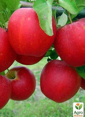 Продам Яблоко урожай 2021 год сорта :Гала, Вилтон Голден Днепропетровская- фото № 1