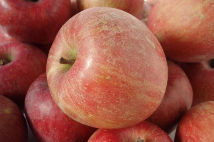 Продам Яблоки урожая 2021 года Сорт Симиренко, Голден Делишес, Фуджи, Грени Смит- фото № 1