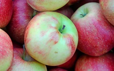 Продаємо яблука різних сортів- фото № 1