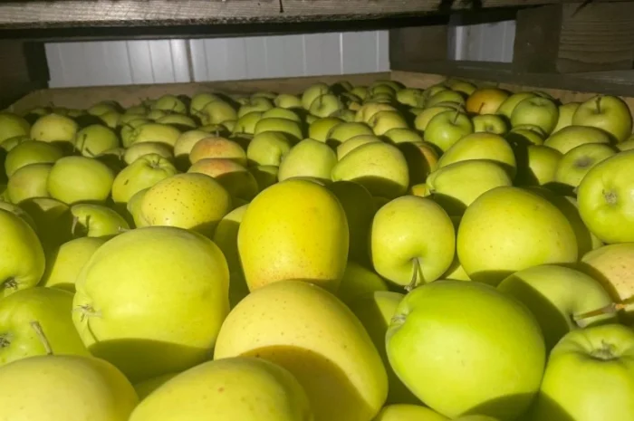 Продам яблука Аріва Пінова- фото № 1