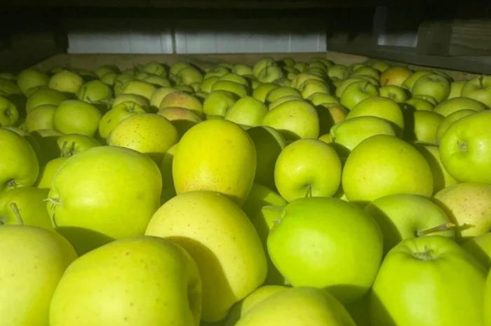Продам яблука Аріва Пінова- фото № 3