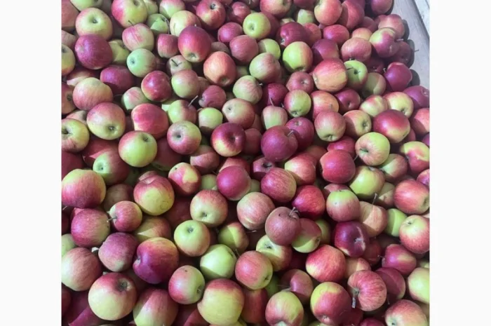 Продам яблука Аріва Пінова- фото № 4