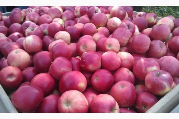 Купимо яблука на переробку- фото № 1