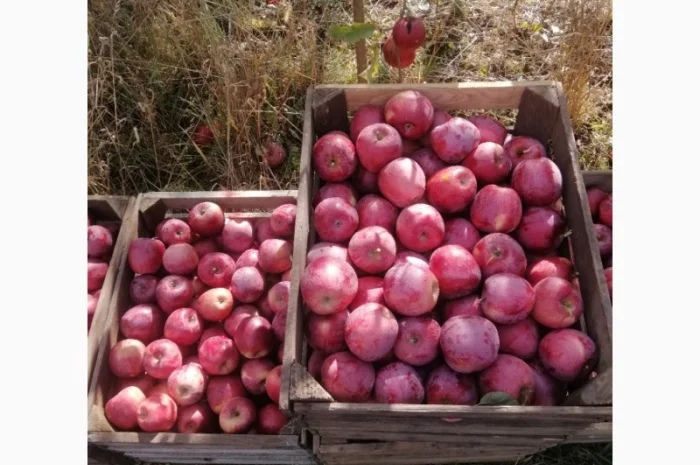 Продам яблука сорту Флоріна та айдарет- фото № 1