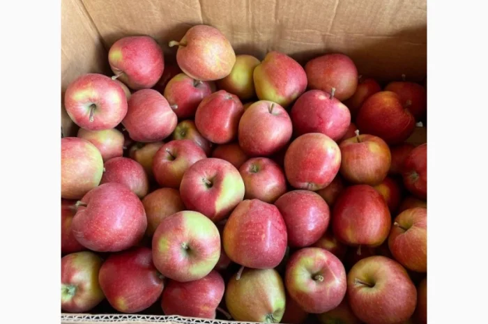 Помощь в поиске и заготовке яблок- фото № 1