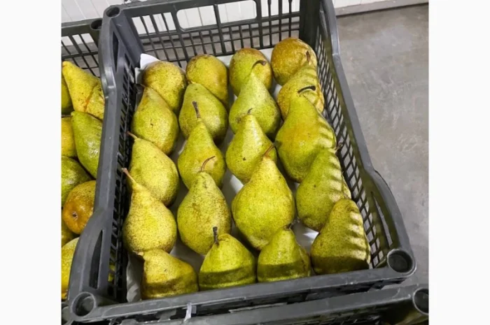 Помощь в поиске и заготовке яблок- фото № 2