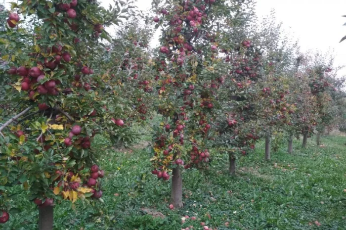 Продам яблука з власного саду- фото № 2