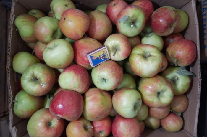 Продам яблука з власного саду- фото № 3