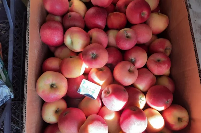 Продам яблука з власного саду- фото № 5