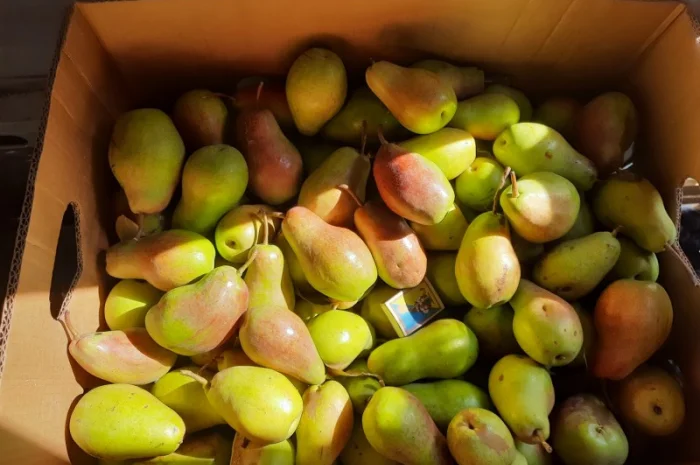 Продам яблука з власного саду- фото № 5