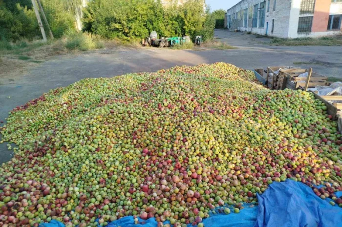 Купуємо яблука на переробку по Україні- фото № 1